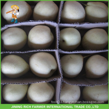 Chinese Fruit Hebei High Quality New Crop Fresh Ya Pear